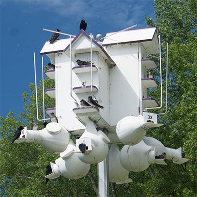 Purple Martin Colony