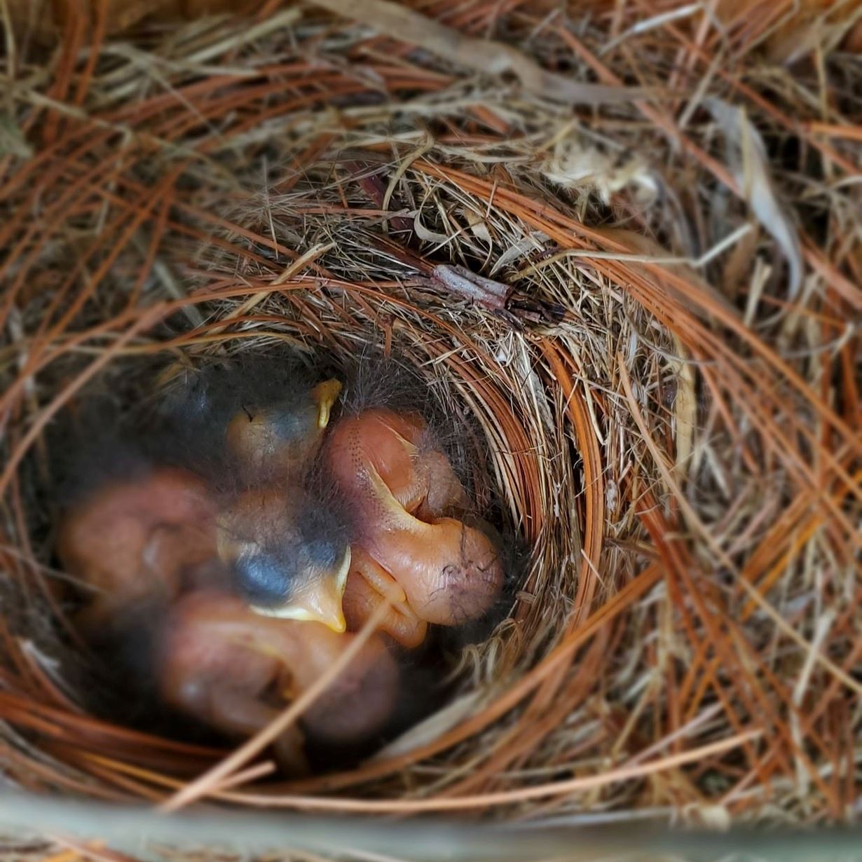 bluebird babies