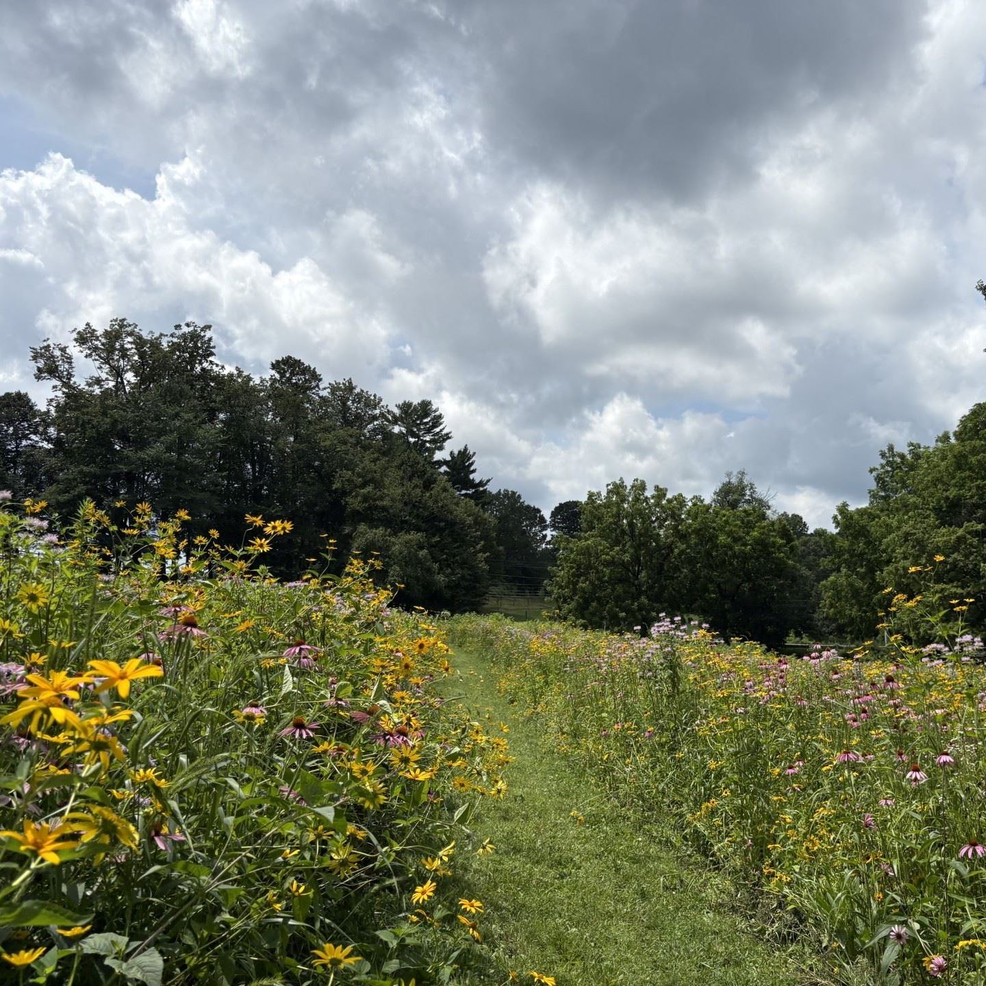 Meadowing Trail 2025